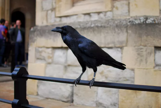 Crow